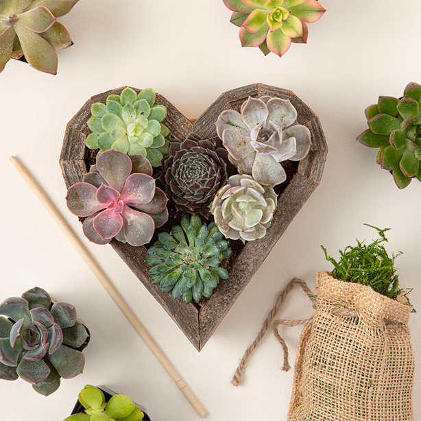 Succulent Follenting Kit Δώρα Ημέρας του Αγίου Βαλεντίνου για κηπουρούς